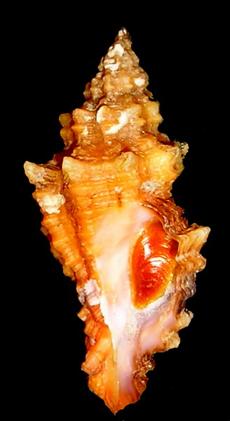 Muricopsis cristata